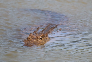 Park Addo i rezerwat gier Schotia na cały dzień