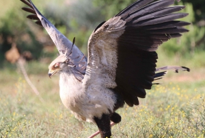 Park Addo i rezerwat gier Schotia na cały dzień