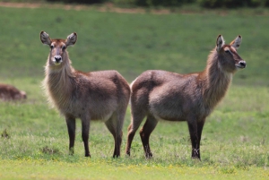 Park Addo i rezerwat gier Schotia na cały dzień