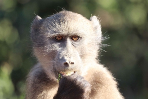 Park Addo i rezerwat gier Schotia na cały dzień