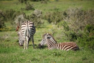 Full-Day Safari with Traditional Braai'd Lunch
