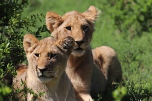 Full-Day Schotia Game Reserve & Giraffe Walk