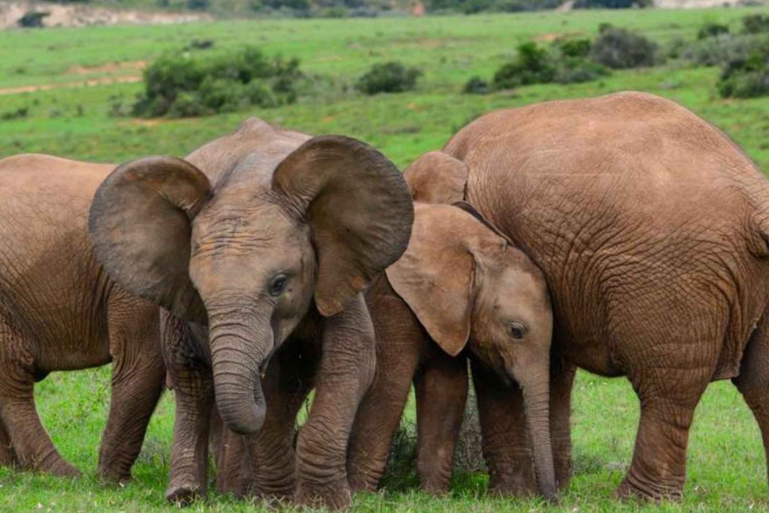 Excursion d'une journée dans le parc national des éléphants d'Addo