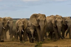 Visita Port Elizabeth :Addo Elephant Park Wildlife Safari