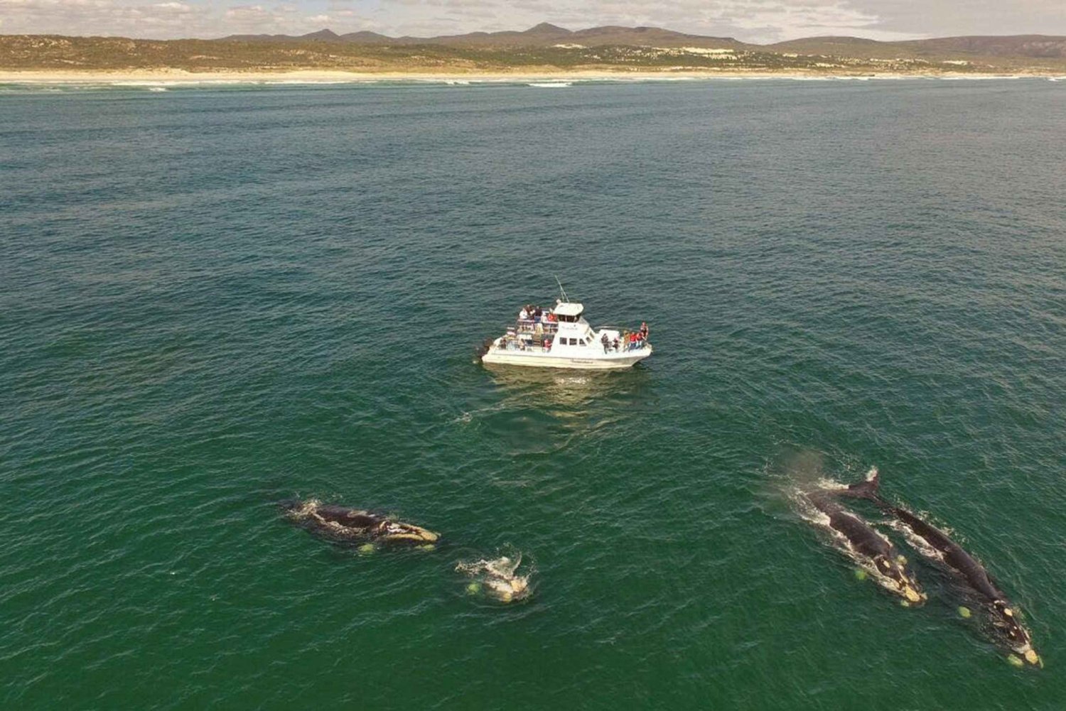 Gansbaai: Whale Watching Trip by Boat