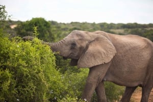 Da Città del Capo: Combo di 7 giorni di Garden Route, Addo e Winelands