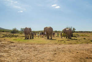 Garden Route and Addo: 5-Day Tour from Cape Town