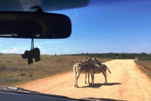 Garden Route and Addo Elephant National Park: 5-Day Safari