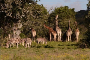 Garden Route : visite privative personnalisable avec guide