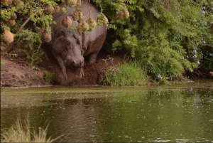 Garden Route : visite privative personnalisable avec guide