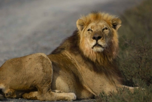 Parc national des éléphants d'Addo et des zèbres de montagne : safaris de 2 jours