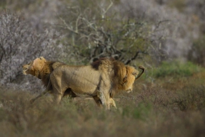 Parc national des éléphants d'Addo et des zèbres de montagne : safaris de 2 jours