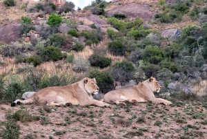 Parc national des éléphants d'Addo et des zèbres de montagne : safaris de 2 jours
