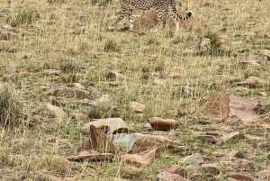 Parc national des éléphants d'Addo et des zèbres de montagne : safaris de 2 jours