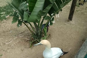 Gqeberha: Addo Elephant National Park und Küsten-Tour-Kombi
