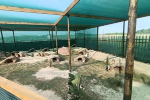 Gqeberha: Addo Elephant National Park und Küsten-Tour-Kombi