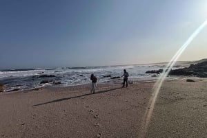 Gqeberha: Addo Elephant National Park und Küsten-Tour-Kombi