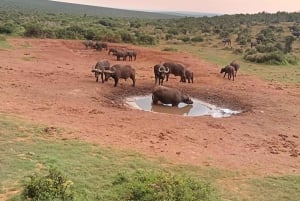 Gqeberha: Addo Elephant National Park und Küsten-Tour-Kombi