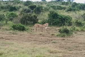 Gqeberha: Addo Elephant National Park und Küsten-Tour-Kombi