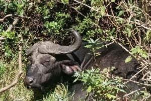 Gqeberha: Addo Elephant National Park und Küsten-Tour-Kombi