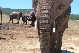 Gqeberha: Addo Elephant National Park und Küsten-Tour-Kombi