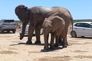 Gqeberha: Addo Elephant National Park und Küsten-Tour-Kombi