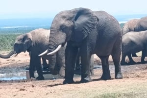 Gqeberha: Addo Elephant National Park und Küsten-Tour-Kombi