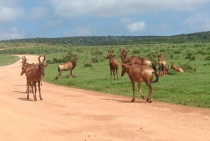 Gqeberha: Addo Elephant National Park und Küsten-Tour-Kombi