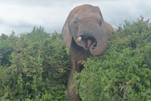 Gqeberha: Addo Elephant National Park und Küsten-Tour-Kombi