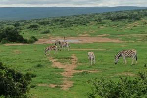 Gqeberha: Addo Elephant National Park und Küsten-Tour-Kombi