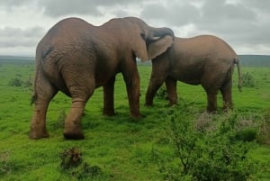 Gqeberha: Addo Elephant National Park und Küsten-Tour-Kombi