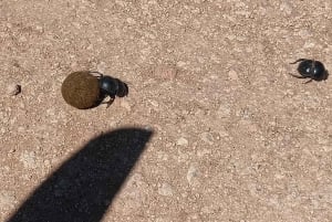 Gqeberha: Addo Elephant National Park und Küsten-Tour-Kombi