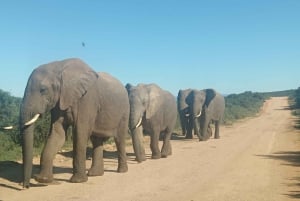 Gqeberha: Addo Elephant National Park und Küsten-Tour-Kombi