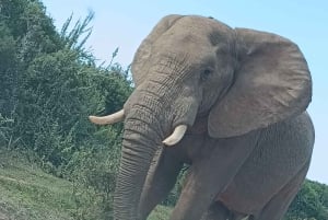 Gqeberha: Addo Elephant National Park und Küsten-Tour-Kombi