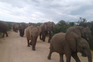 Gqeberha: Addo Elephant Park Game Drive Day Tour With Lunch