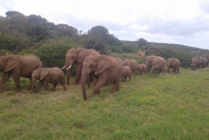 Addo Elephant National Park Game Drive Day Tour With Lunch