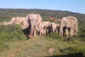 Addo Elephant National Park Game Drive päiväretki lounaalla