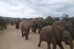 Addo Elephant National Park Game Drive Day Tour With Lunch