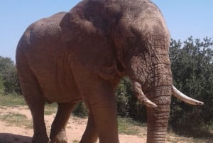 Gqeberha: Addo Elephant Park Game Drive Day Tour With Lunch