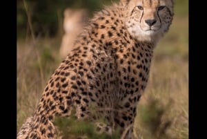 Gqeberha: Exklusive Tour & Mittagessen im Nyosi-Wildreservat