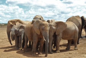 Half Day Addo Elephant National Park Safari