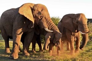 Полудневная экскурсия в заповедник Шотиа (на открытом автомобиле 4x4)