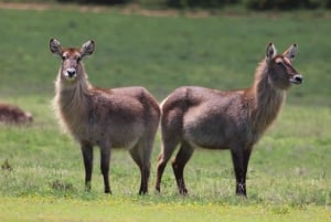 Half-Day Schotia Game Reserve