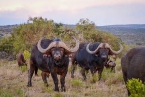 Half-Day Schotia Game Reserve