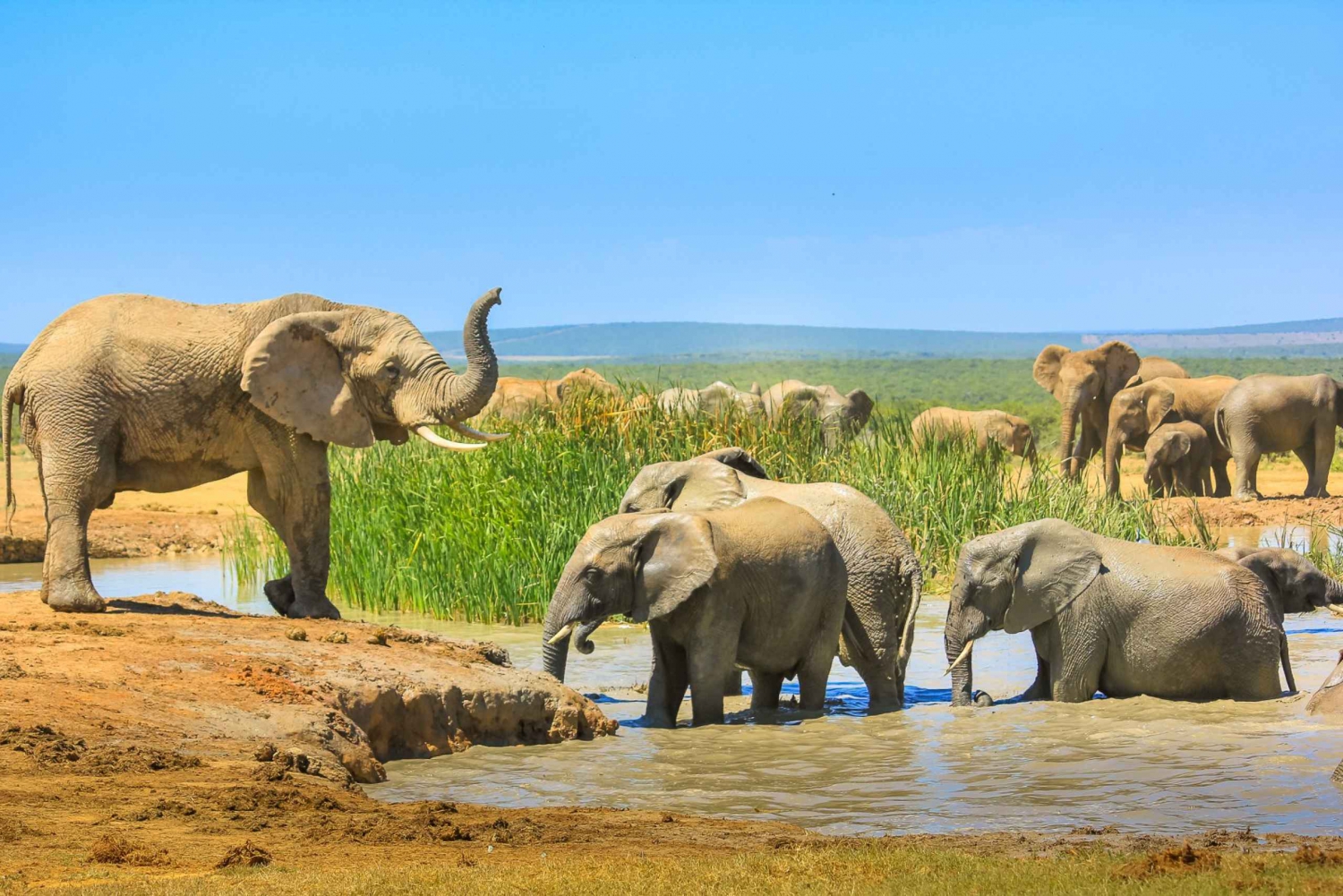 Hankey: Addo Elephant Park Guidet fotosafari med frokost