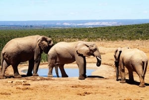 Hankey: Addo Elephant Park Guided Photo Safari with Lunch