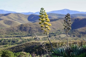 Hankey: Pabala Nature Reserve Guided Hiking Tour