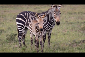 Hankey: Pabala Private Nature Reserve 4x4 Self-Drive Safari