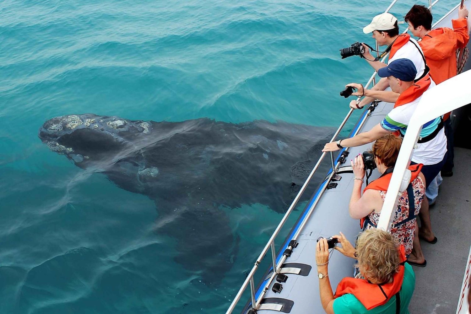 Hermanus Whale Watching Experience