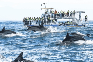 Experiencia de avistamiento de ballenas en Hermanus